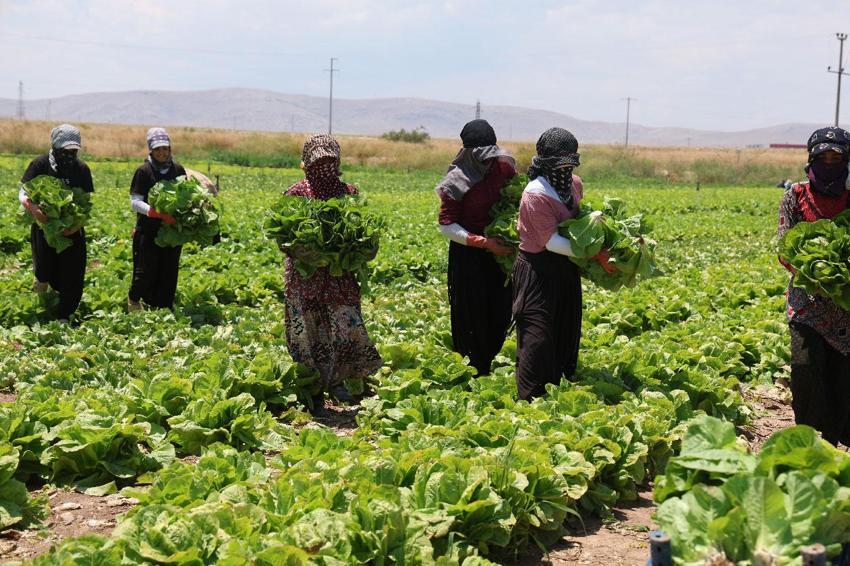 Konya'da ürün bolluğu marulun fiyatlarını düşürdü