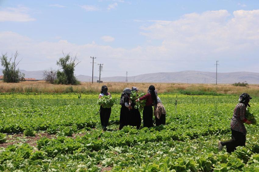 Konya'da ürün bolluğu marulun fiyatlarını düşürdü