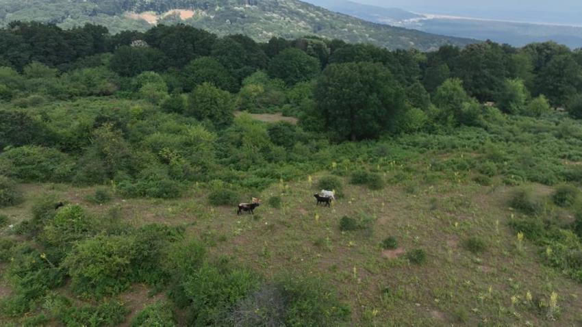 Bursa'da dağlarda tam 2,5 yıldır tek başlarına yaşıyorlar! Tamamen doğal besleniyorlar, ıhlamur ağaçlarının gölgesinde yetişen kurbanlıklar ilgi görüyor