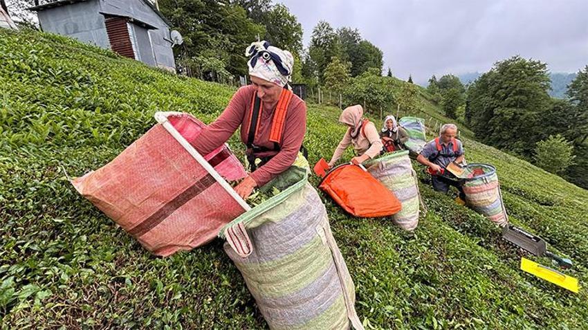 'Fındık yetişmiyor' dediler, dağı taşı yeşile boyadılar! Karadeniz'in yeşil altınında zorlu hasat kadınların sırtında....