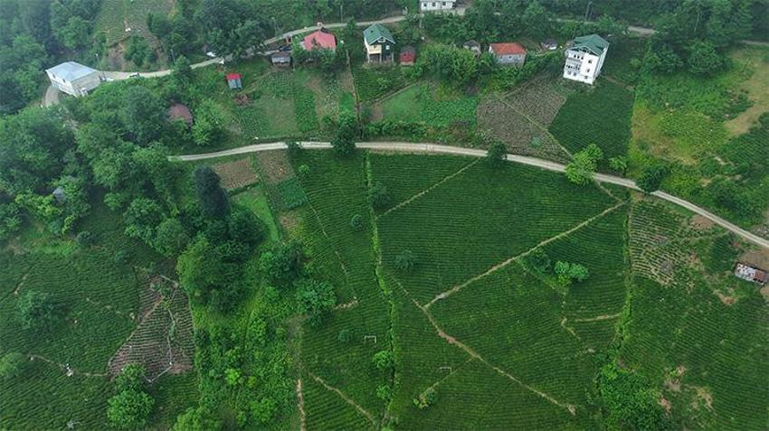 'Fındık yetişmiyor' dediler, dağı taşı yeşile boyadılar! Karadeniz'in yeşil altınında zorlu hasat kadınların sırtında....
