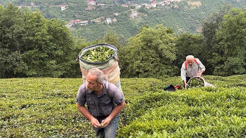 'Fındık yetişmiyor' dediler, dağı taşı yeşile boyadılar! Karadeniz'in yeşil altınında zorlu hasat kadınların sırtında....