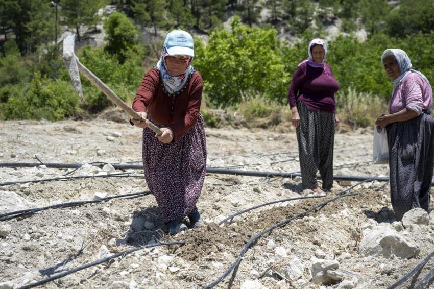 Nesli tükenmek üzereydi, Mersin'de yeniden toprakla buluştu! Üreticisine milyonlar kazandıracak!