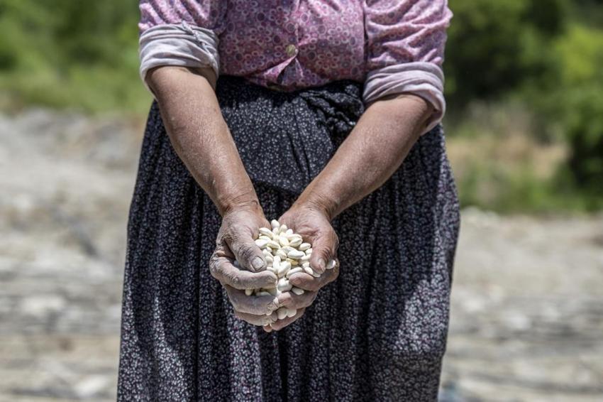 Nesli tükenmek üzereydi, Mersin'de yeniden toprakla buluştu! Üreticisine milyonlar kazandıracak!