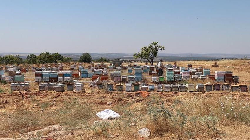 Hobi olarak başladı, servete dönüştürdü! Şimdi siparişlere yetişemiyor
