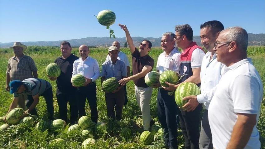Aydın'ın tescilli lezzetinde ilk hasat yapıldı! Türkiye'nin dört bir yanından sipariş yağıyor
