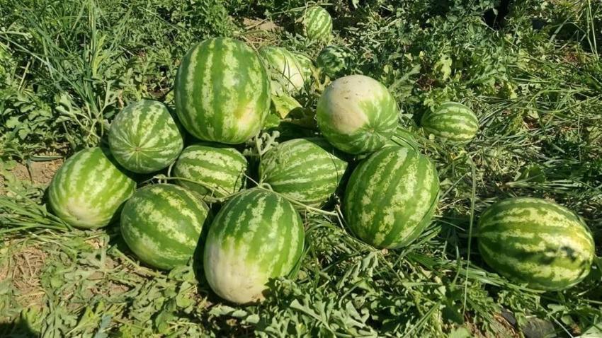 Aydın'ın tescilli lezzetinde ilk hasat yapıldı! Türkiye'nin dört bir yanından sipariş yağıyor