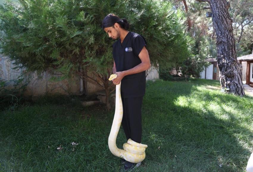 Antalya'da 5 farklı türü var: Doğal Yaşam Parkı'nda 28 yılan görücüye çıkıyor