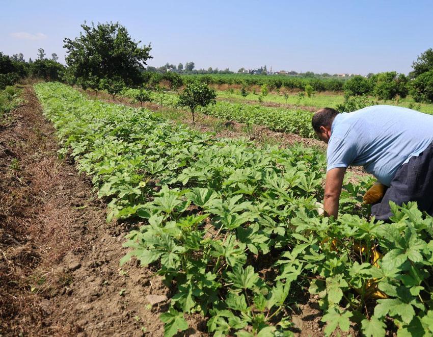 Kozan'da gün doğmadan hasada başlıyorlar, tarlada kilosu 150 liraya alıcı buluyor
