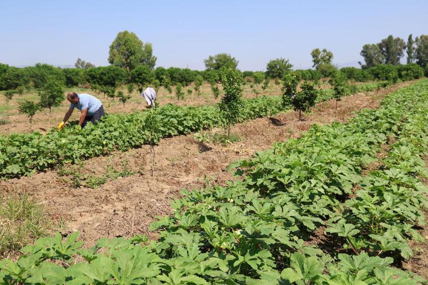 Kozan'da gün doğmadan hasada başlıyorlar, tarlada kilosu 150 liraya alıcı buluyor