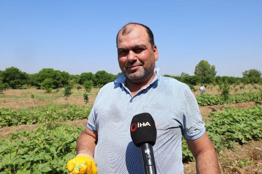 Kozan'da gün doğmadan hasada başlıyorlar, tarlada kilosu 150 liraya alıcı buluyor
