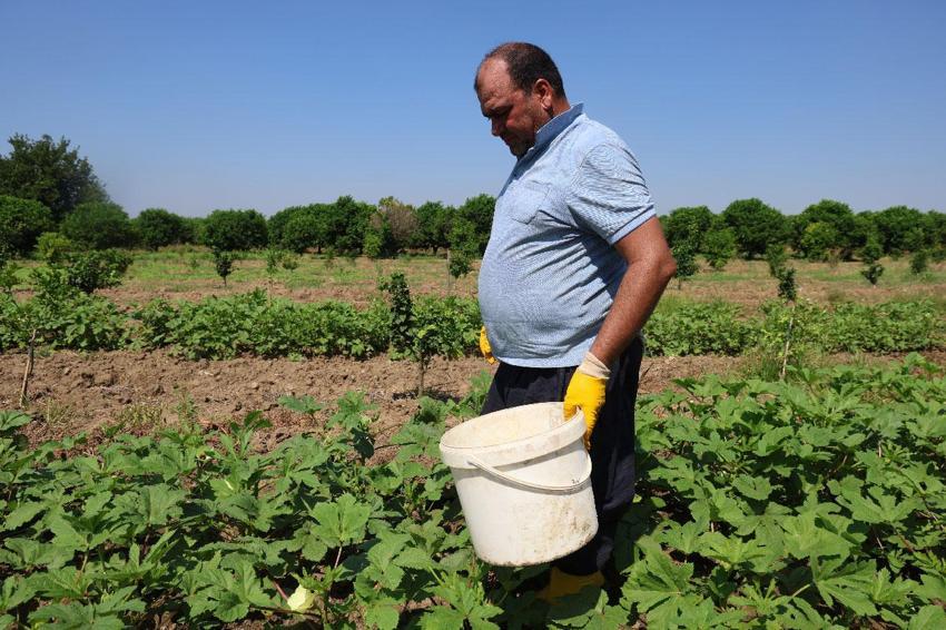 Kozan'da gün doğmadan hasada başlıyorlar, tarlada kilosu 150 liraya alıcı buluyor