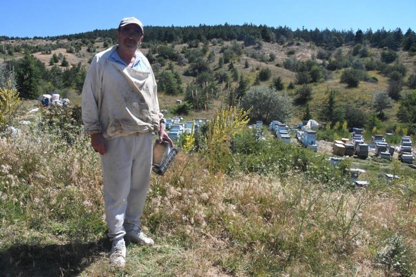 Sivas'ın yanı başında, potansiyeli duyan geliyor! Hiç bitmiyor: 1 kere yapıp tonlarca ürün alıyor