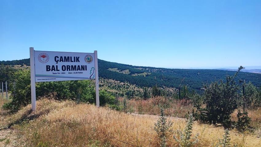 Sivas'ın yanı başında, potansiyeli duyan geliyor! Hiç bitmiyor: 1 kere yapıp tonlarca ürün alıyor
