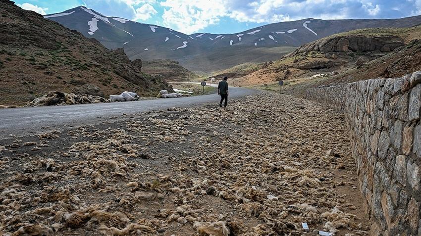 Van'da yeni tehlike patladı! Felaket saçıyor, köylüler hepsini atıyor