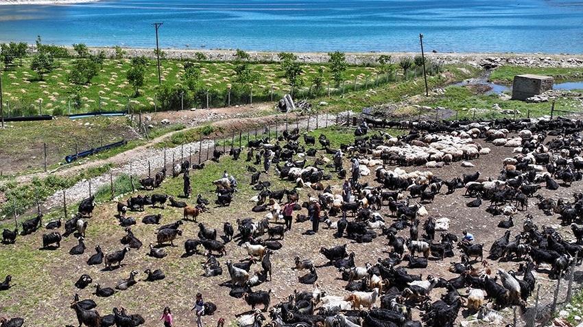 Van'da yeni tehlike patladı! Felaket saçıyor, köylüler hepsini atıyor