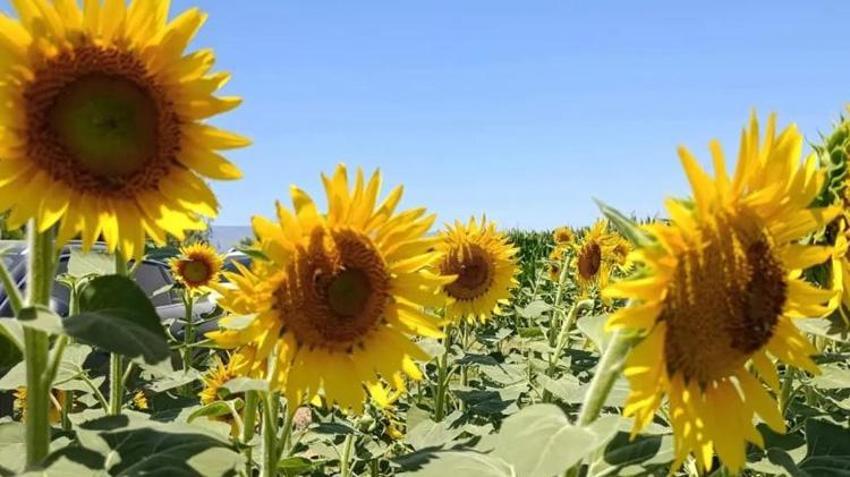 Kuraklık çiftçinin tercihini değiştirdi! Aydınlı üreticilerin yeni gözdesi bu ürün oldu