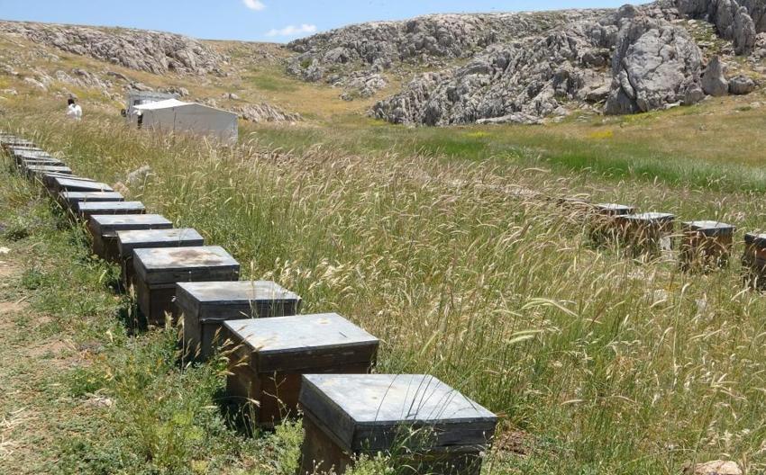 Toroslar'ın zirvesinde bal damlıyor: Dünya birincisi Eğriçayır balında son yılların en bereketli hasadı başladı!
