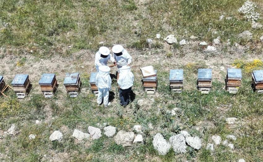Toroslar'ın zirvesinde bal damlıyor: Dünya birincisi Eğriçayır balında son yılların en bereketli hasadı başladı!