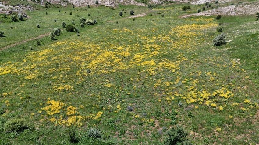 Sivas dağları altın sarısı rengine dönüştü! Şifası saymakla bitmeyen kantaron çiçek açtı: İstanbul'dan toplamaya geliyorlar!