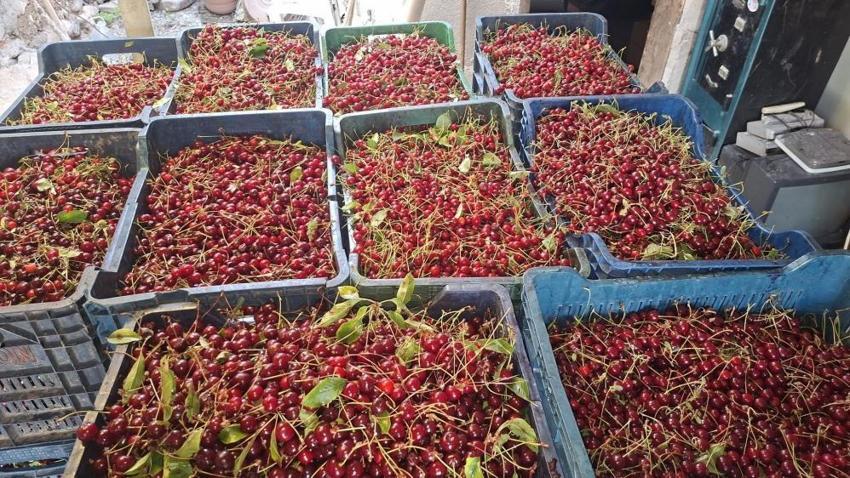 Hisarcık'ta vişne alımları başladı ama çiftçi kan ağlıyor: 40 TL yevmiyeyi bile kurtarmıyor, ürün dalında çürüyecek!