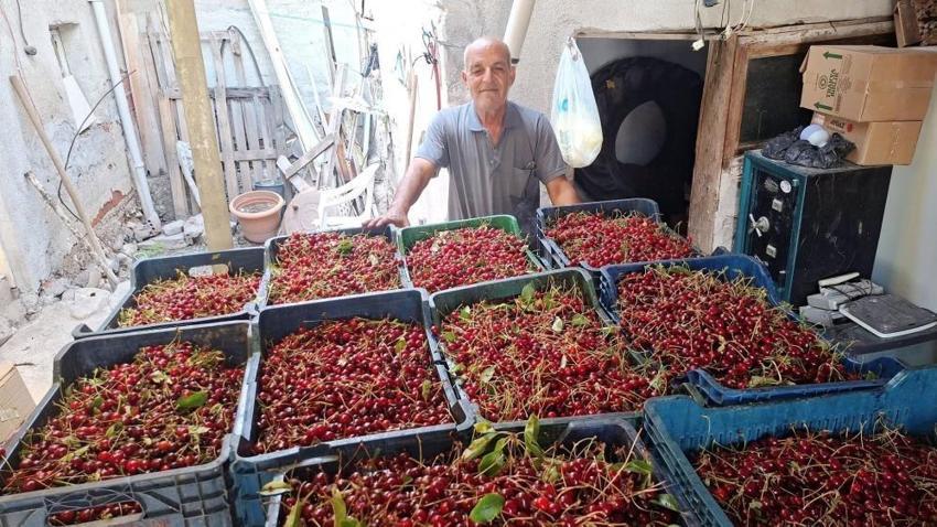 Hisarcık'ta vişne alımları başladı ama çiftçi kan ağlıyor: 40 TL yevmiyeyi bile kurtarmıyor, ürün dalında çürüyecek!