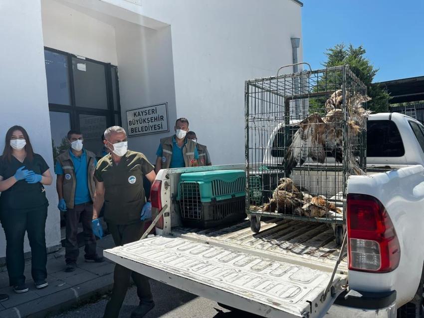 Kayseri'de yaralı kurtarılan 35 yaban kuşu sağlığına kavuştu