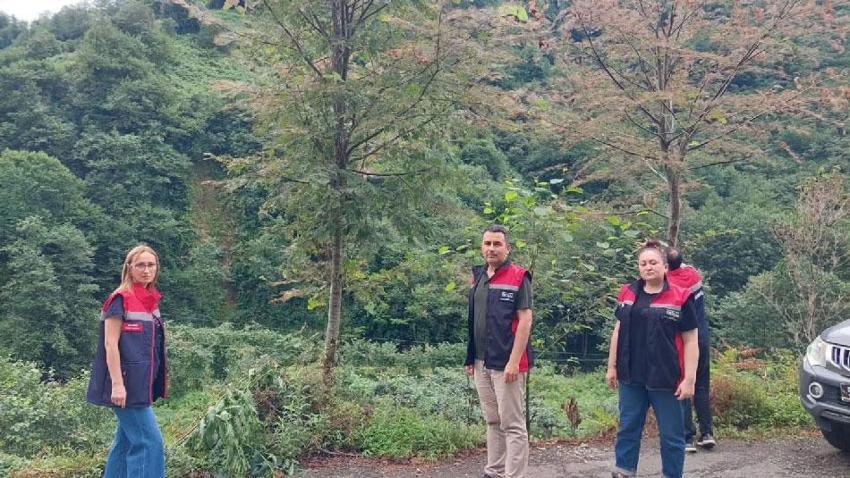 Rize'de mücadele başladı! Tarım alanlarını istila eden Amerikan Beyaz Kelebeği'ne karşı çalışma başladı