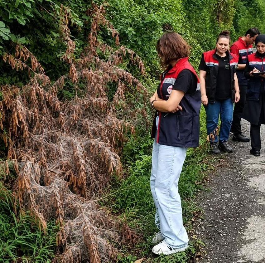 Rize'de mücadele başladı! Tarım alanlarını istila eden Amerikan Beyaz Kelebeği'ne karşı çalışma başladı