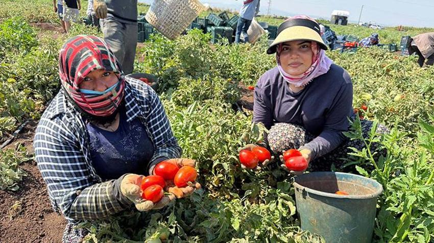 Amik Ovası'nda zamanla yarış başladı! Fiyatlar işçi maliyetini karşılamıyor: Ay sonuna kadar sürecek!