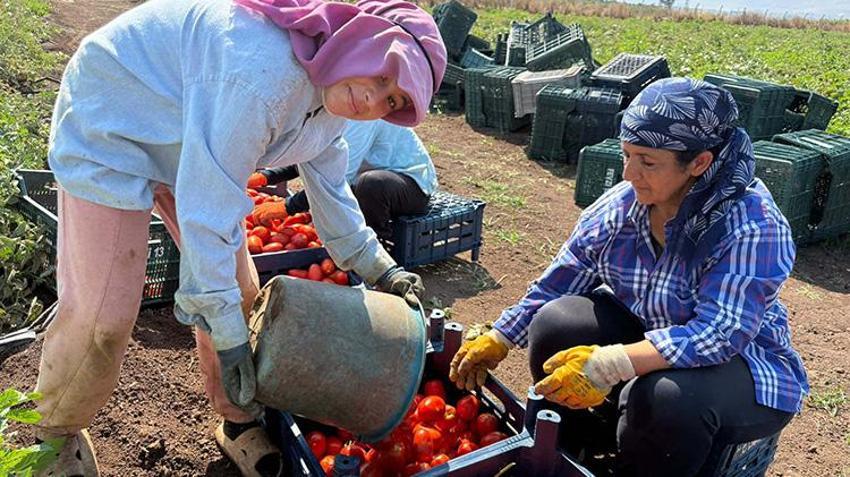 Amik Ovası'nda zamanla yarış başladı! Fiyatlar işçi maliyetini karşılamıyor: Ay sonuna kadar sürecek!