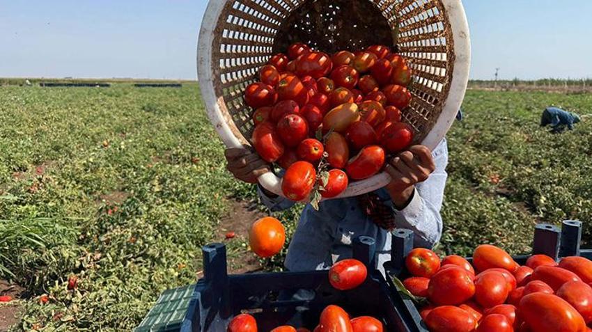 Amik Ovası'nda zamanla yarış başladı! Fiyatlar işçi maliyetini karşılamıyor: Ay sonuna kadar sürecek!