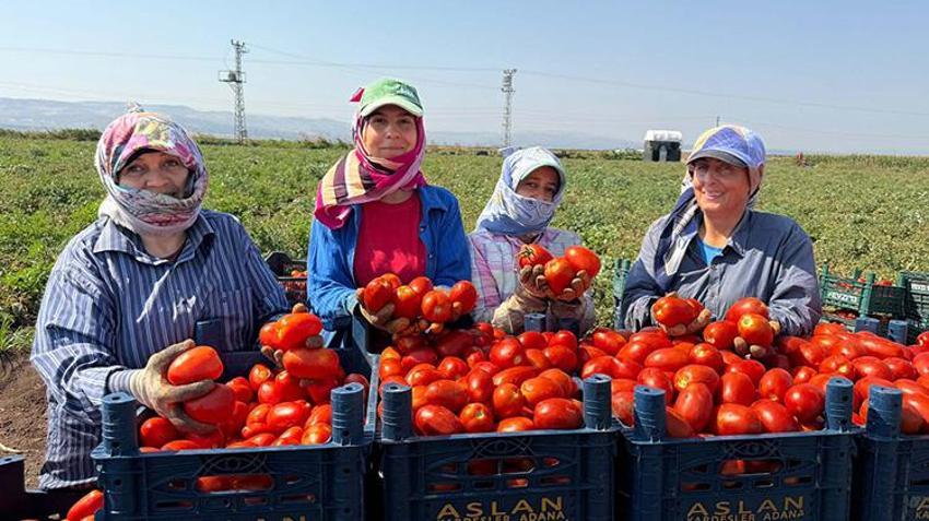 Amik Ovası'nda zamanla yarış başladı! Fiyatlar işçi maliyetini karşılamıyor: Ay sonuna kadar sürecek!