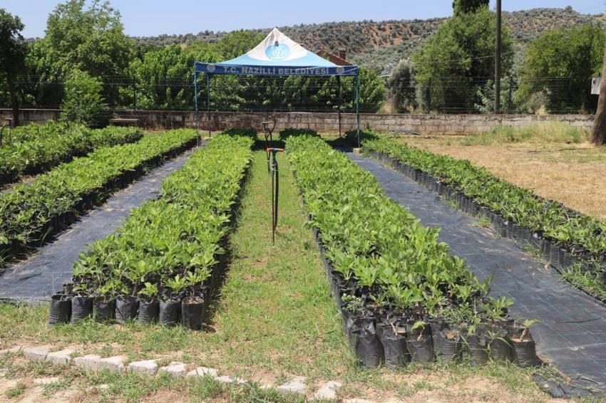 Belediye kendi üretiyor, vatandaşa ücretsiz dağıtıyor! Binlercesi köylere ulaştırılacak