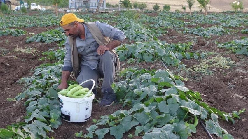 Acur hasadı Batman'da başladı: Kilosu 100 liradan satışa sunuluyor