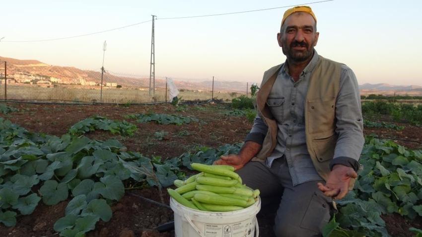Acur hasadı Batman'da başladı: Kilosu 100 liradan satışa sunuluyor