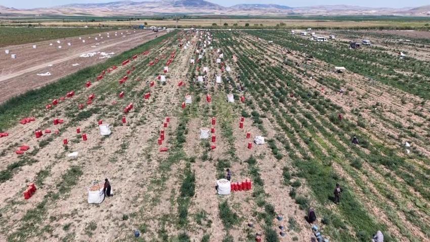 Bir yılda fiyatı 10 katına çıktı: Soğan altın yılını yaşıyor