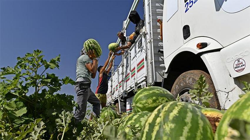 Ünlü Diyarbakır karpuzu tarlada 8 ile 10 lira arasında satılıyor