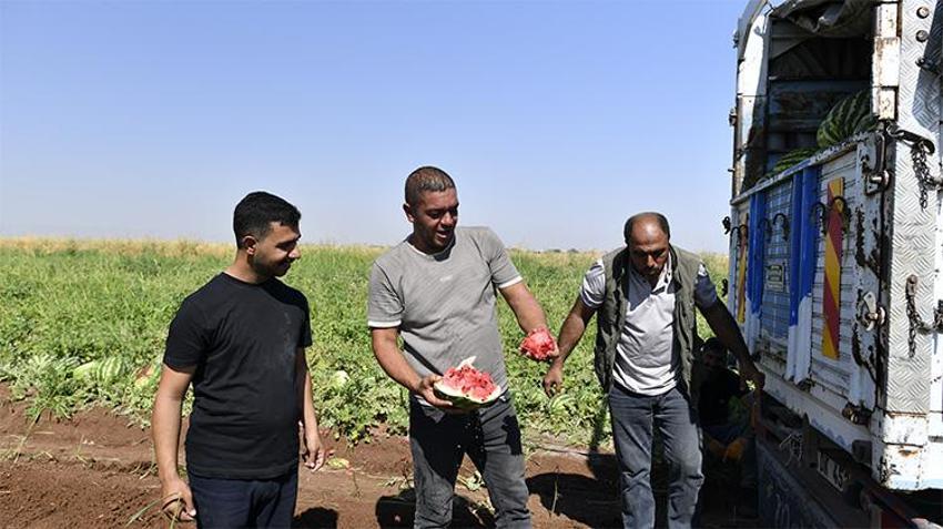Ünlü Diyarbakır karpuzu tarlada 8 ile 10 lira arasında satılıyor