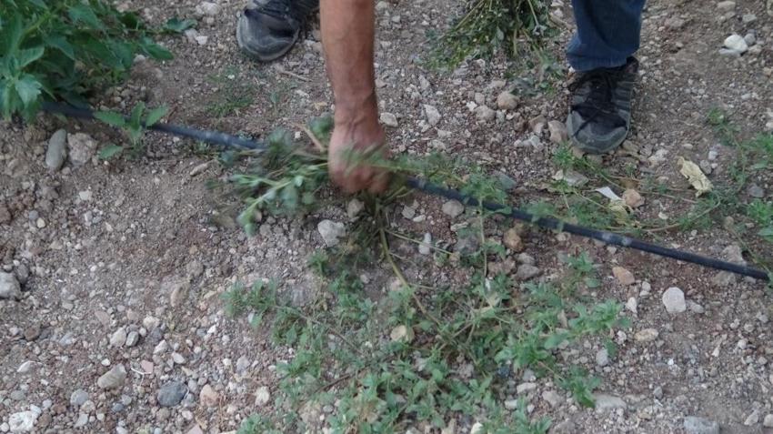 Batman'da bahçelerden şifa yağıyor: Hem sağlık hem gelir kaynağı oldu