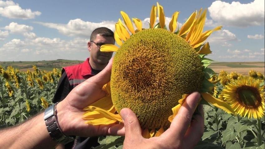 Trakya'nın sarı gelininden rekolte rekoru: 250 bin ton bekleniyor