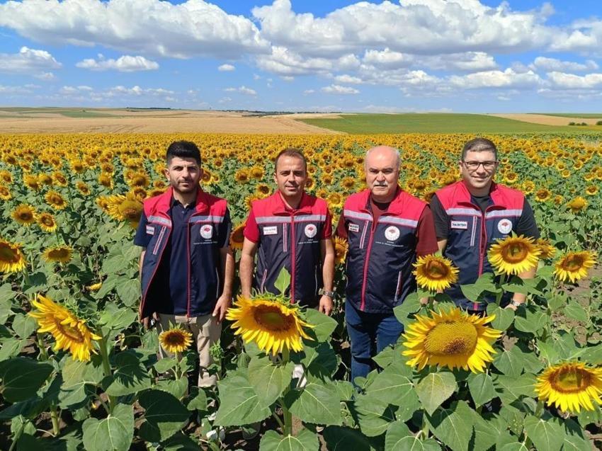 Trakya'nın sarı gelininden rekolte rekoru: 250 bin ton bekleniyor