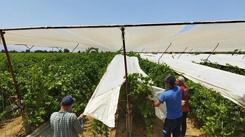Sarıgöl'ün başarı modeli Alaşehir'i sarıyor! Beyaz kalkan dönemi başladı