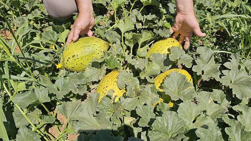 Denizli tarımına tescilli güç: Acıpayam kavununda hasat mesaisi başladı