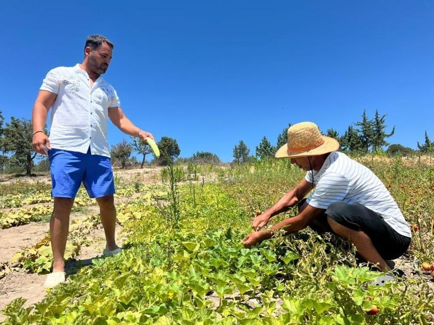 Çeşme'de ezber bozan plaj! Önü plaj, arkası tarla: Hazırladığı tezi iş yerine uyguladı, yiyeceğini tarlada, elektriğini güneşte üretiyor!