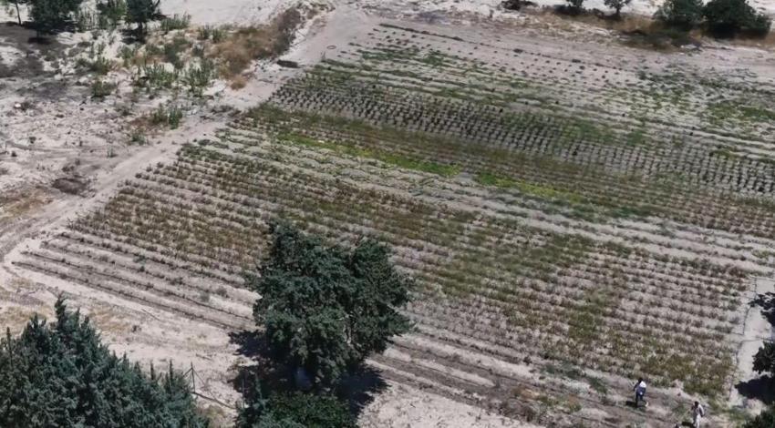 Çeşme'de ezber bozan plaj! Önü plaj, arkası tarla: Hazırladığı tezi iş yerine uyguladı, yiyeceğini tarlada, elektriğini güneşte üretiyor!