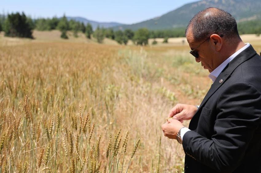 Adana'da atıl arazilerden büyük kazanç! 250 dönüm arazide üretim başladı, ekmeği 12,5 TL'den satıyorlar