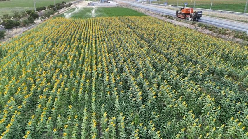 Malatya'da çiftçiler bu ürüne yöneldi! Az su tüketiyor, üretici daha çok kazanıyor