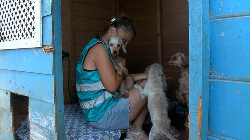 Yaz tatili geldi, terk edilmeler tavan yaptı! Poodle, Pug, Terrier... Cins köpekler barınaklara sığmıyor!