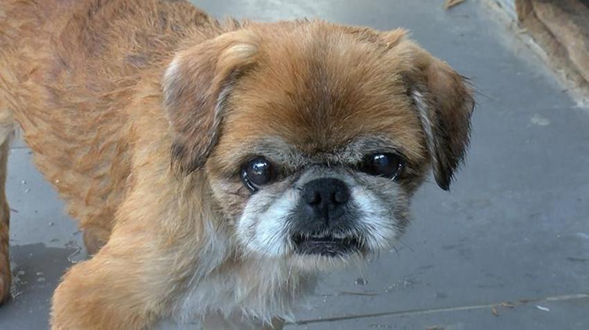Yaz tatili geldi, terk edilmeler tavan yaptı! Poodle, Pug, Terrier... Cins köpekler barınaklara sığmıyor!